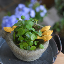 Warm Peninsula Chem stone trough copper money grass duck playing water snail walking resin flower pot table table water culture stone trough