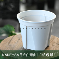 Warm Peninsula Baishan Green Mountain Green Mountain Imported domestic gardening patent root plastic basin balcony