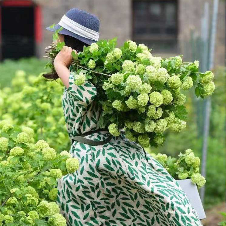 Warm Warm Peninsula Europe Wood Embroidered Ball Rose Jo Wood Potted Flowers Slim Garden Courtyard View Flowers 8 fairies embroidered ball