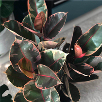 Warm Peninsula Ruby flower leaf rubber tree red Guan Gong indoor green plant potted plants to purify the air