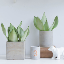  Nuannuan peninsula tiger Piran four seasons evergreen easy-to-raise white jade tiger Piran home in addition to formaldehyde indoor potted viewing