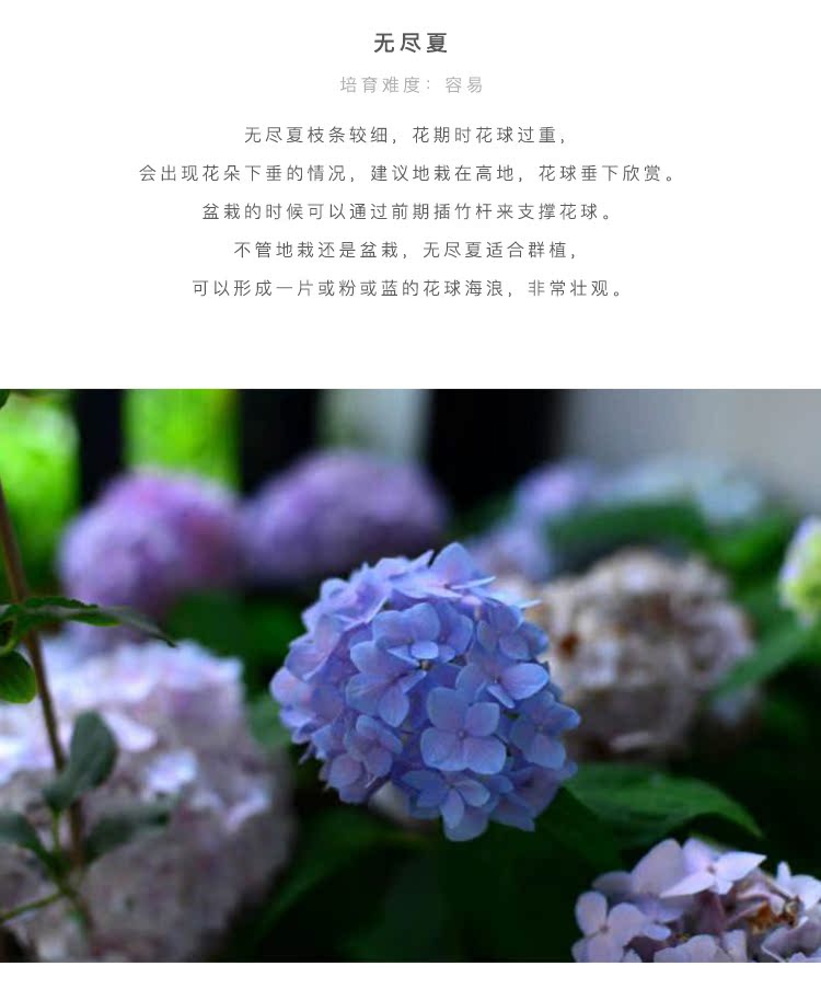 紫阳花夏 绣球花 八仙花 女儿环 紫阳花夏 绣球花 八仙花 女儿环