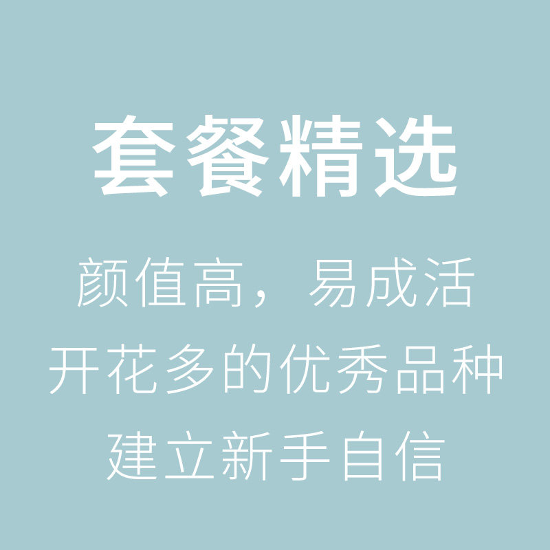 Warm Warm Peninsula Bush Starter Package Classic Large Flower Easy To Conserve Flowering Multi-Basin Soil Game-season Rose