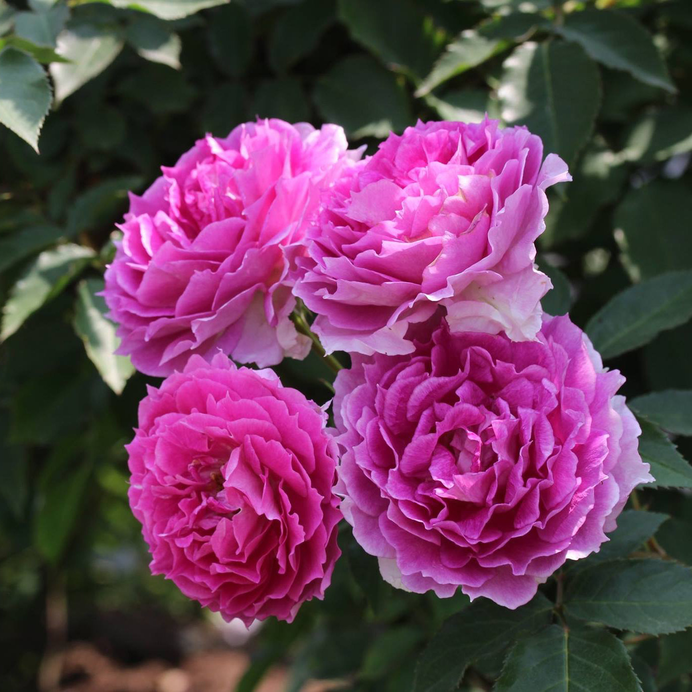 Warm Peninsula Shellashad / Sky Flowers and Heat - resistant Japanese Month Rose Pot