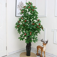 1,8 метра Daruna сообщить о XIGUO (без горшков)