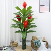 1,5 мили Сянген Четыре головы Фортуна (нет горшка)