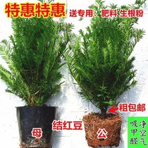 Yew potted saplings Indoor and outdoor cold-resistant shade-resistant green plants Southern yew plants formaldehyde-absorbing evergreen four seasons