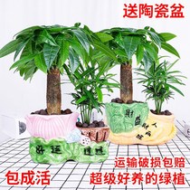 Four seasons fortune tree potted plants Green plant potted indoor and outdoor Lucky tree Small Bonsai small potted formaldehyde-absorbing saplings