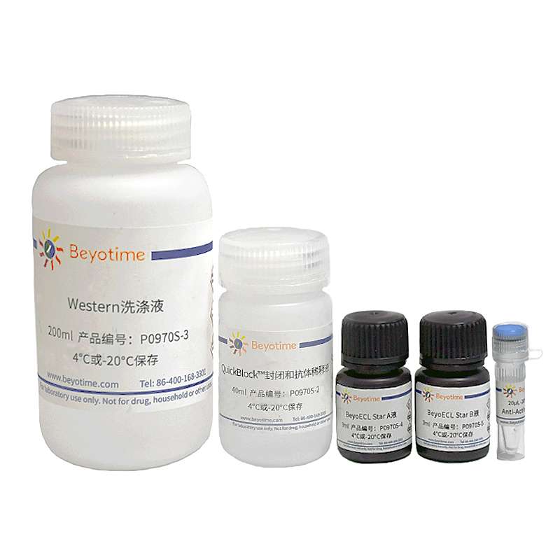 Actin超快速Western检测试剂盒 货号P0970S  碧云天