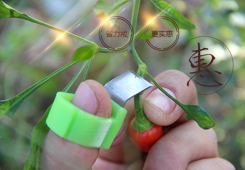 Giá trị lớn đề nghị chọn vòng con dao chọn trái cây vòng chọn trái cây ngón tay chọn trái cây hái trái cây chọn trái cây vòng làm vườn cung cấp voi tuoi cay
