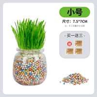 [Негативная ионная стеклянная бутылка для кошачьей травы] -trumpet (отправьте 3 пакета семян)