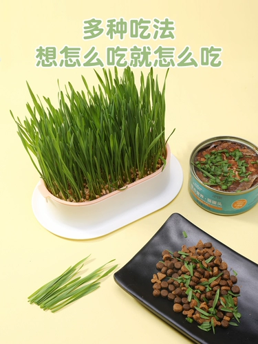 Грава кошачья трава сажан