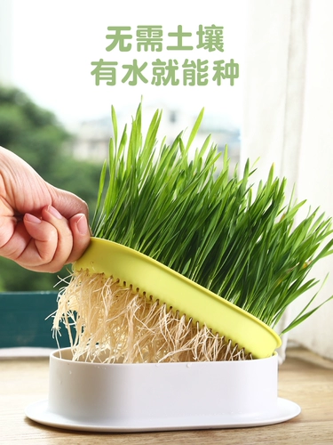 Грава кошачья трава сажан