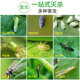 Yellow Sticky Insect Trap Board, Double-Sided Insect Trap Board, Specialized for Greenhouses, Fly-Killing Sticky Board, Fruit Fly and Mosquito Trap for Orchards and Gardens