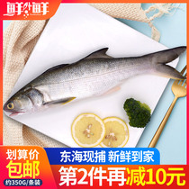 Zhoushan fresh Ma Yo fish 350g Ningbo fresh carp fish spring fish fish horse seafood aquatic fish