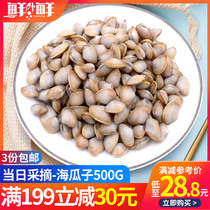 Fresh White melon seeds 500g sand-free sea sand small clams sea melon seeds Zhoushan fresh seafood aquatic shellfish fresh