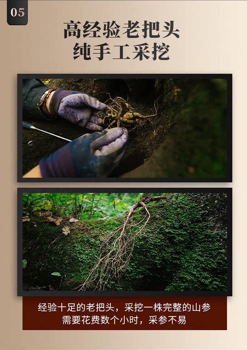 Детали лесного ginseng_08.jpg