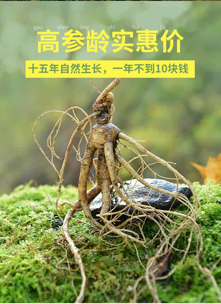 Gress Forest Ginseng 2_03.jpg