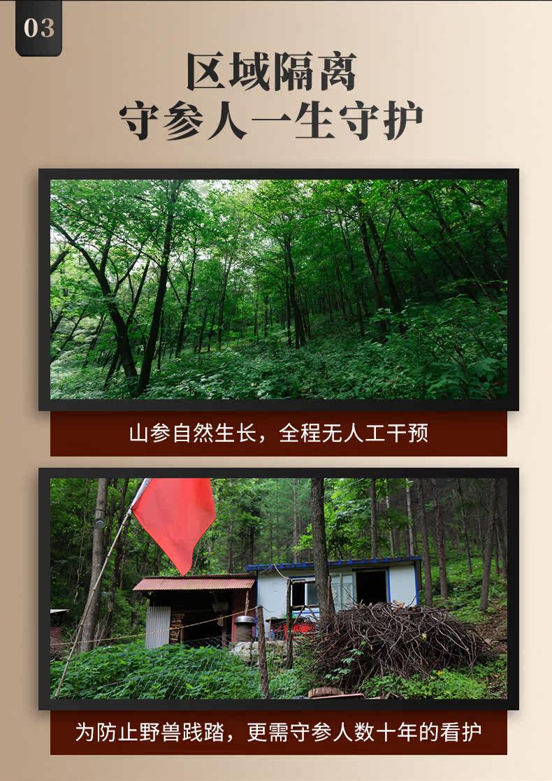 Детали лесного ginseng_06.jpg