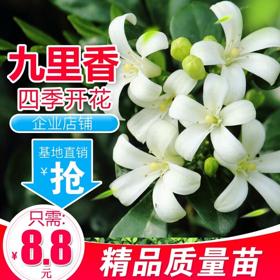 Jiuli Xiang seedlings Jiuli Xiang potted plants Qili Xiang seedlings have a pleasant fragrance that repels mosquitoes. Indoor and outdoor garden plants bloom in all seasons.