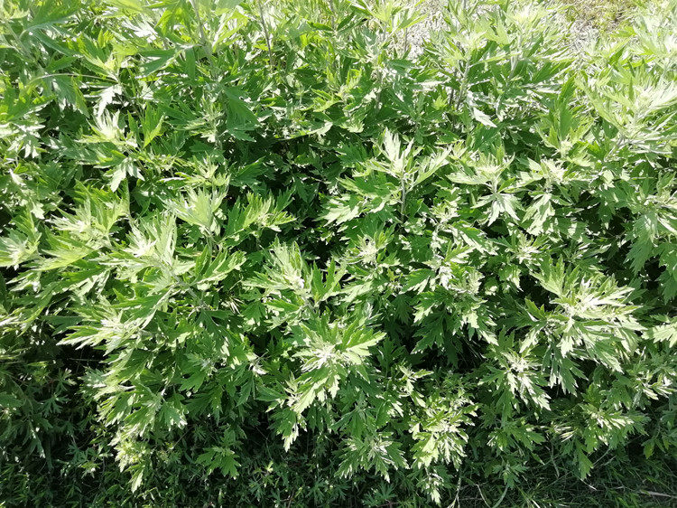 Dried Mugwort Leaf Foot Soak Pack Ai Ye 20g x 30 Bags Traditional External Herbal Bath in use