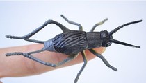 Arrival land marine animal model simulation insect model toy cricket black Cricket 7cm