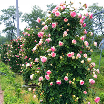 Climbing the Fuji Moon Rose Flower Flower Flower Plant Balcony Potten Roses Flower Flower Flower