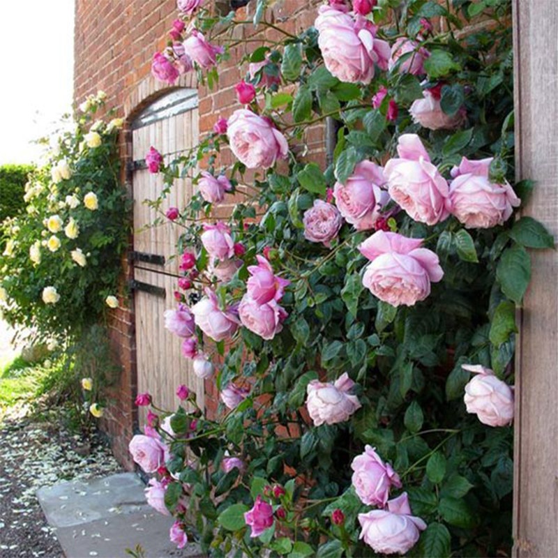 奥斯汀玫瑰自由精神藤本月季四季开花庭院阳台爬藤植物蔷薇花苗