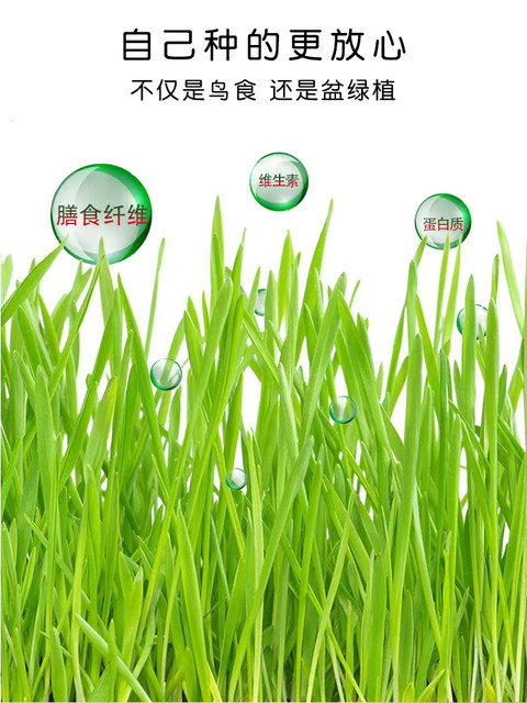 Parrot ນົກຊະນິດພິເສດອາຫານ sprouted bird grass box mix grain seed grain germinated grain Xuanfeng peony tiger skin bird grain