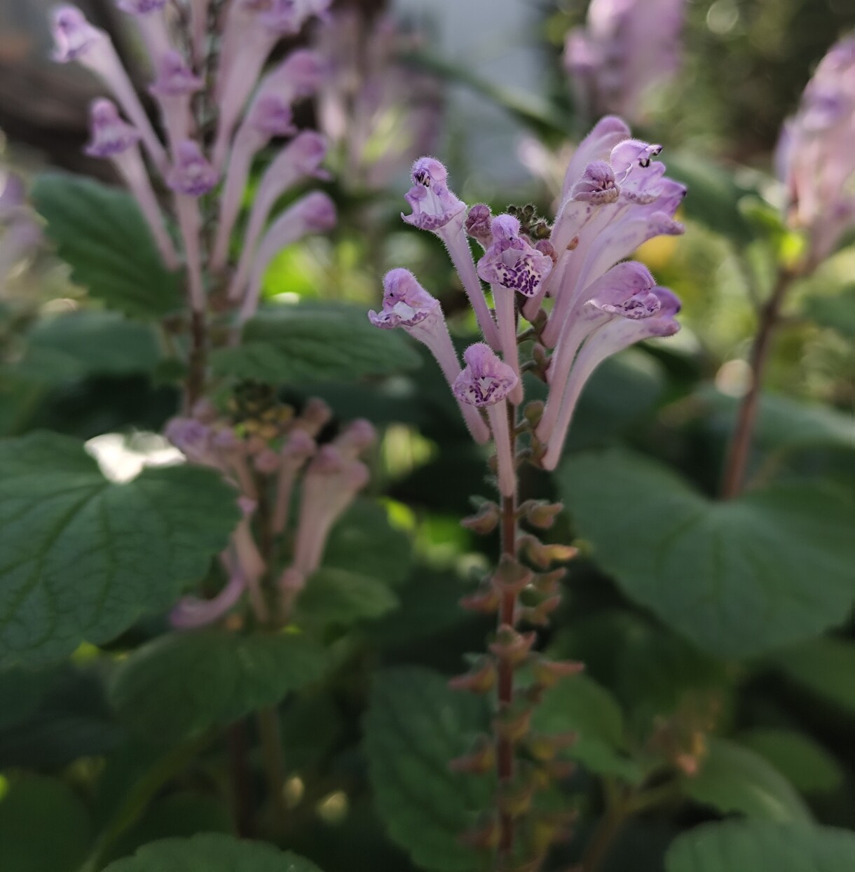 旷野草根