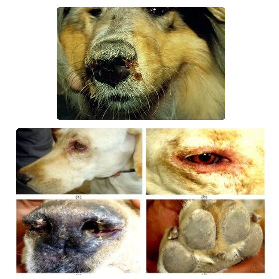 Distemper Fine Clear Sheet Pets With Canine Blast Fever Small Virus Puppies Adult Dog Kitty Oral 3 slices of price