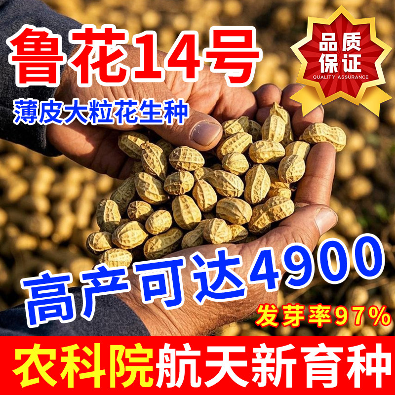 农科院高产花生种子 | 山东鲁花14号矮杆花生种籽,早熟原种,种植新手也能轻松丰收!-粮油-淘宝好物网
