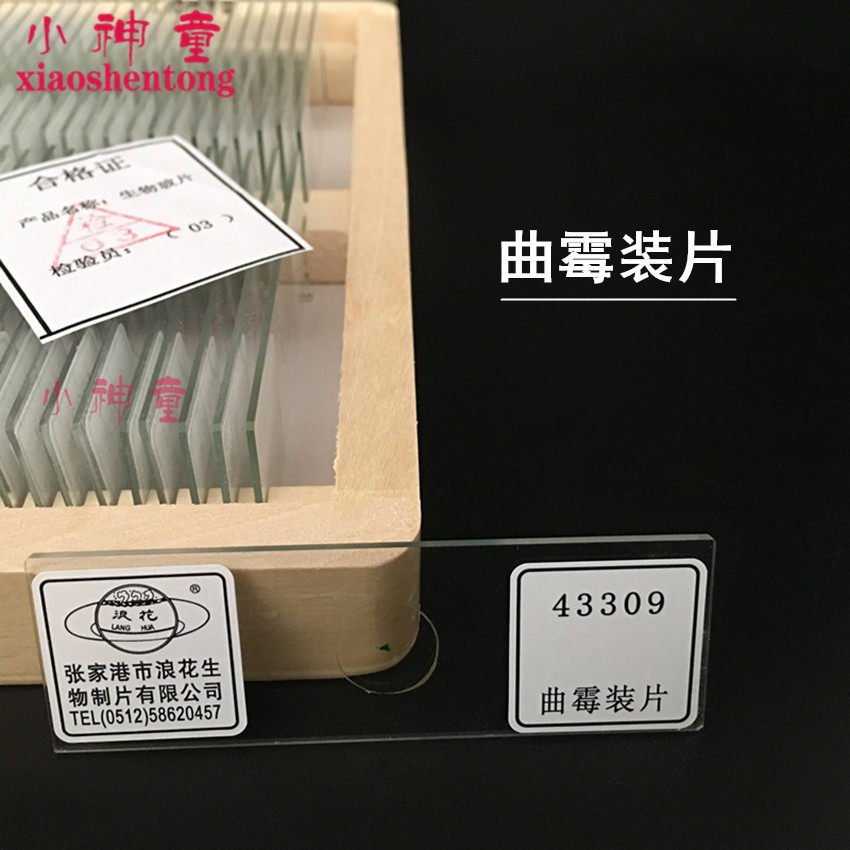 43309曲霉装片 生物标本 生物切片 标本切片 玻片标本浪花牌涂片