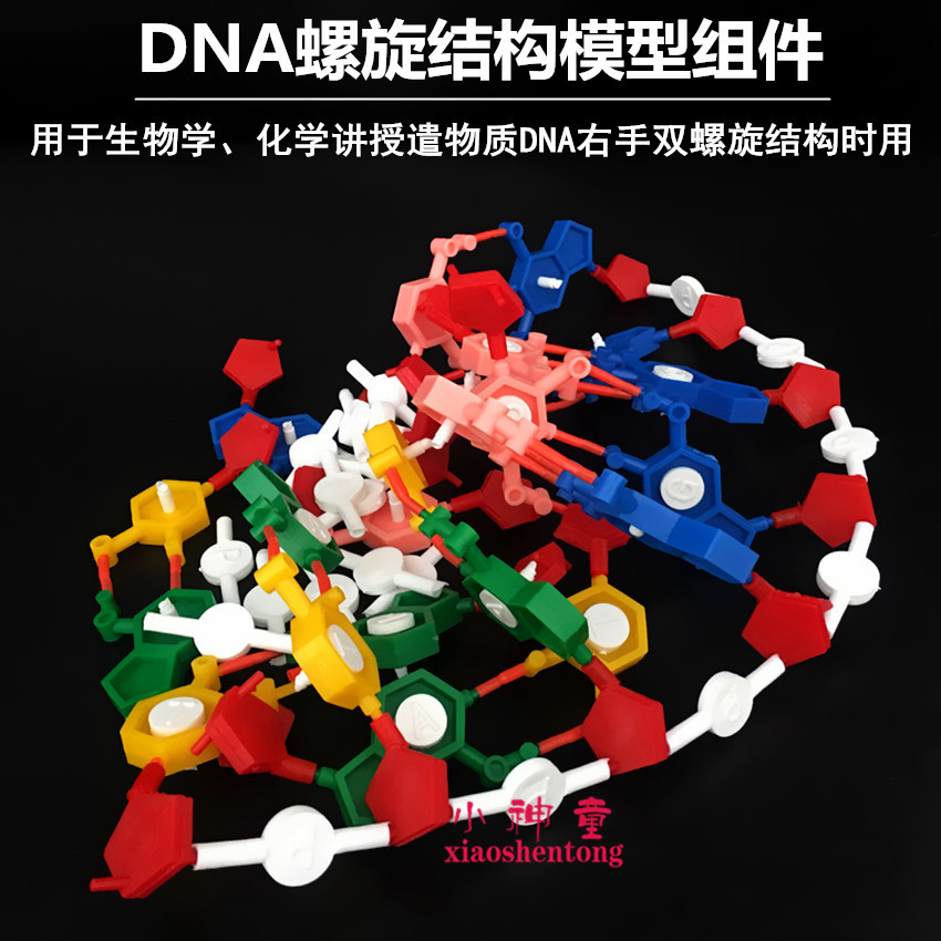 DNA双螺旋结构模型组件 标准配置 染色体结构模型组件 核苷酸教学