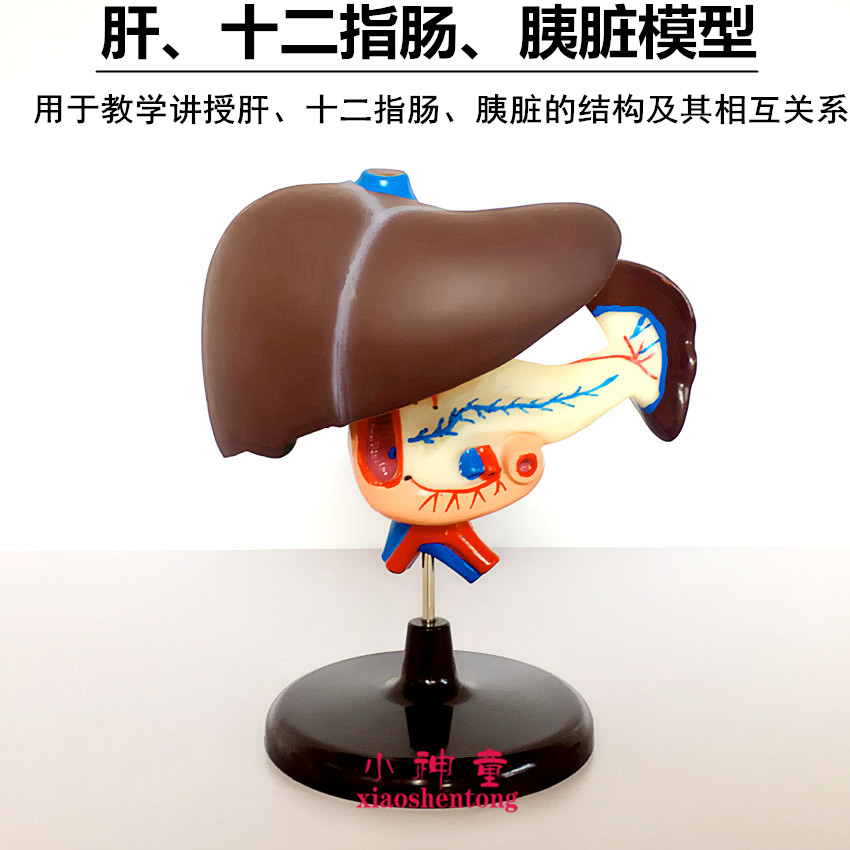 肝十二指肠胰脏模型J33216初中生物教学仪器医学教具人体内脏模型