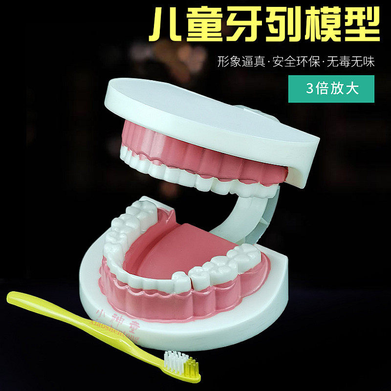 儿童牙列模型牙齿模型附牙刷教学仪器小学生中学生物科学科普卫生