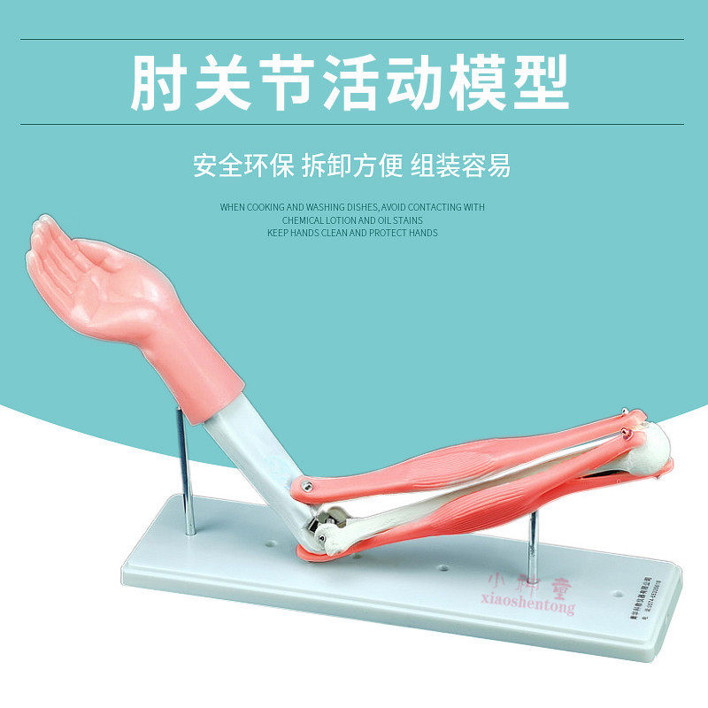 肘关节活动模型J33220中学生物实验器材手臂大号小号组装教学仪器
