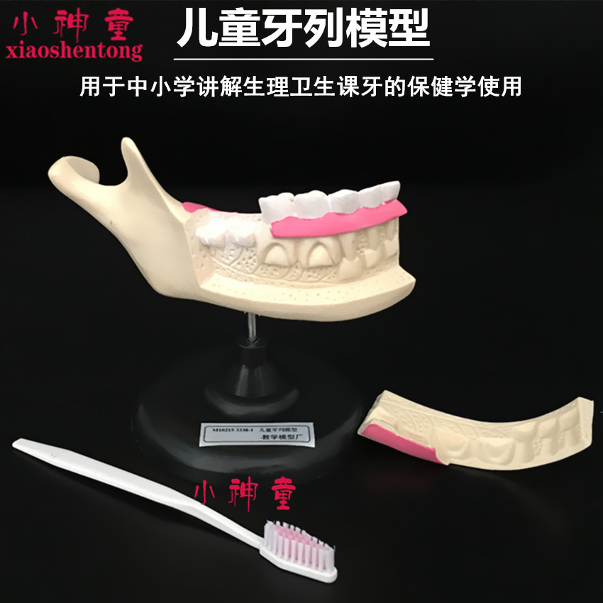 儿童牙列模型牙齿模型附牙刷教学仪器小学生中学生物科学科普卫生