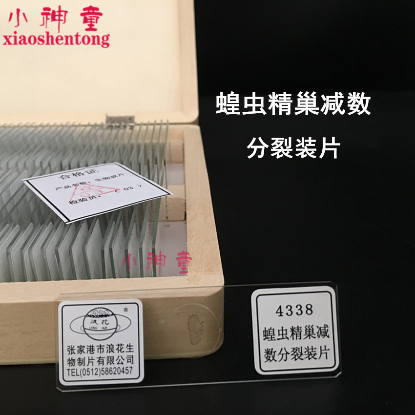 蝗虫精巢减数分裂装片 4338生物切片 张家港浪花牌送木盒教学开票