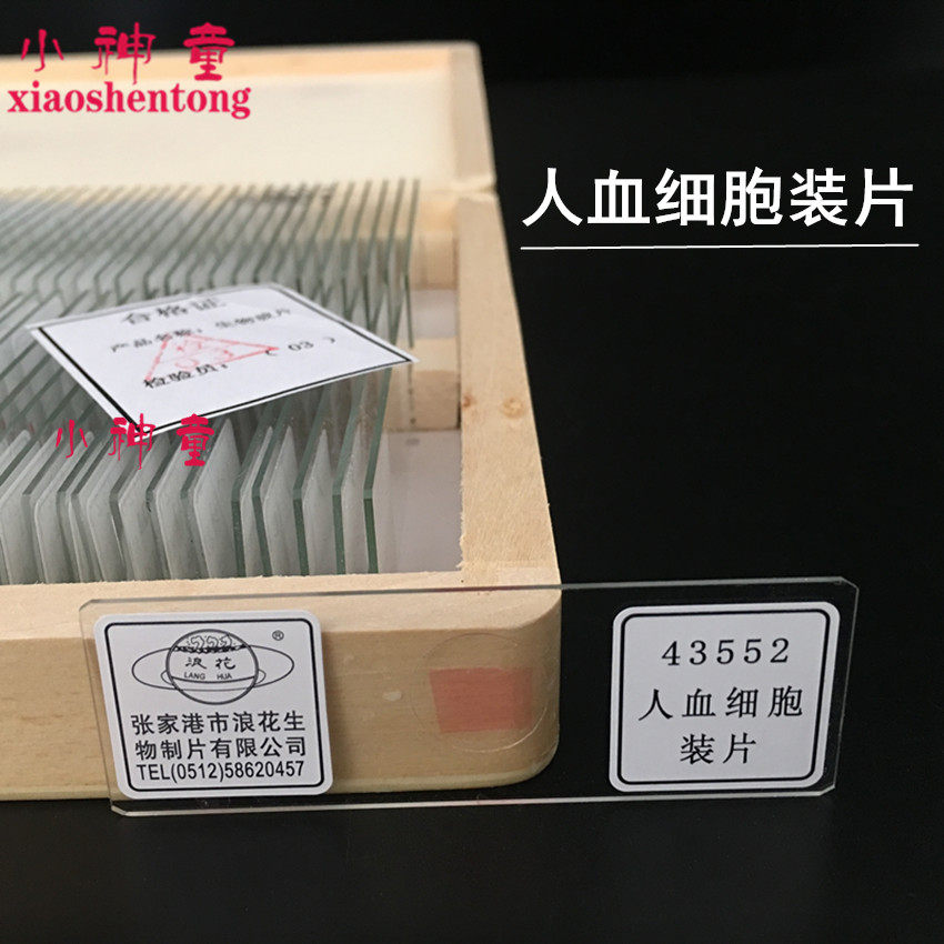43552 人血细胞装片 生物切片 张家港浪花牌 装片 涂片 教学仪器