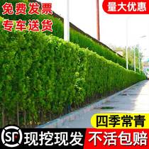 Wall fence plant big-leaved Hokkaido boxwood seedlings holly saplings four-season evergreen cold-resistant courtyard hedge saplings