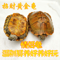 Small turtle living extra large pet turtle lucky turtle small pet longevity tortoise tortoise living creature a couple turtle Basi tortoise