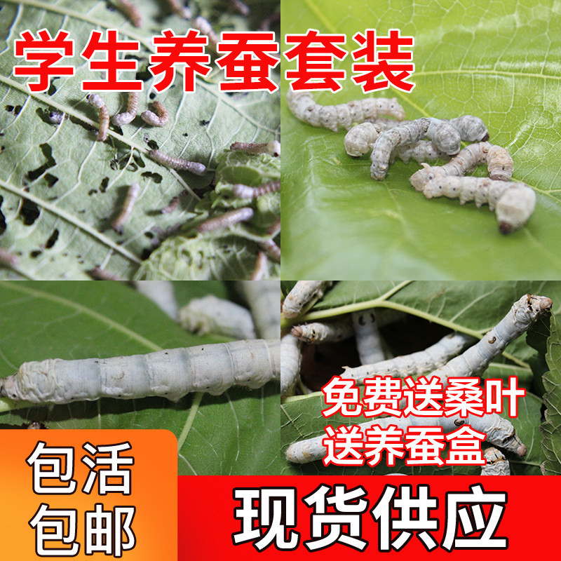1 - 5 years old silkworm baby living silkworm suit to send fresh sauna leaf white silkworm egg batch transport package