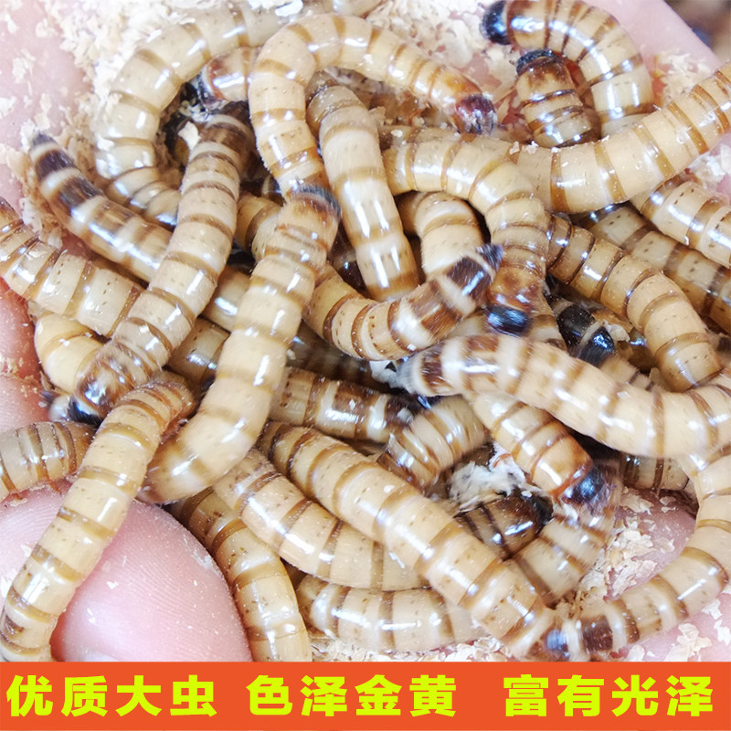 The Living Dragon Fish Feed of the Large Feed Parrot Fish Food Turtle Food Live Bread Live Worm Yellow Feed Bird Food