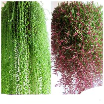 Fleshy plant Buddha beads hanging orchid purple mysterious moon hanging orchid Super Purple Moon multi-meat Buddha beads more meat