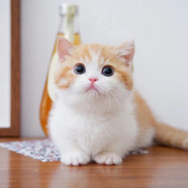 Munchkin short-footed cat live milky white Minute pet cat kitten pure black and white domestic blue and white Napoleon purebred