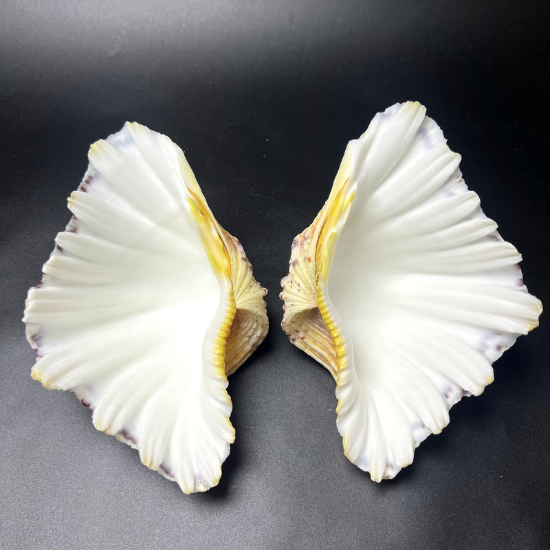 Deep-Sea Large Shell Ornaments for Entrance Hall, Living Room, Natural Conch Crafts, Fish Tank, Aquarium Landscaping, Tea Table Specimen Collection