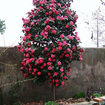 Cold-resistant and winter-resistant camellia saplings potted balcony courtyard fragrant four-season evergreen flowers green plants red camellia