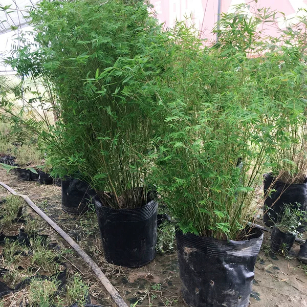 Товары от 江苏茂芳花卉园艺有限公司