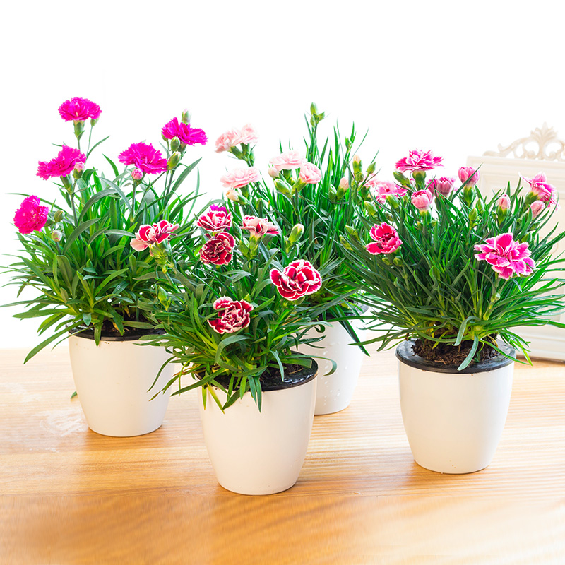 Carnation's potted flowers with flower bud indoor balcony to purify the air plant goddess Festival Gift fragrance full